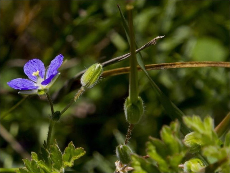 Erodium crinitum [Blue storksbill]